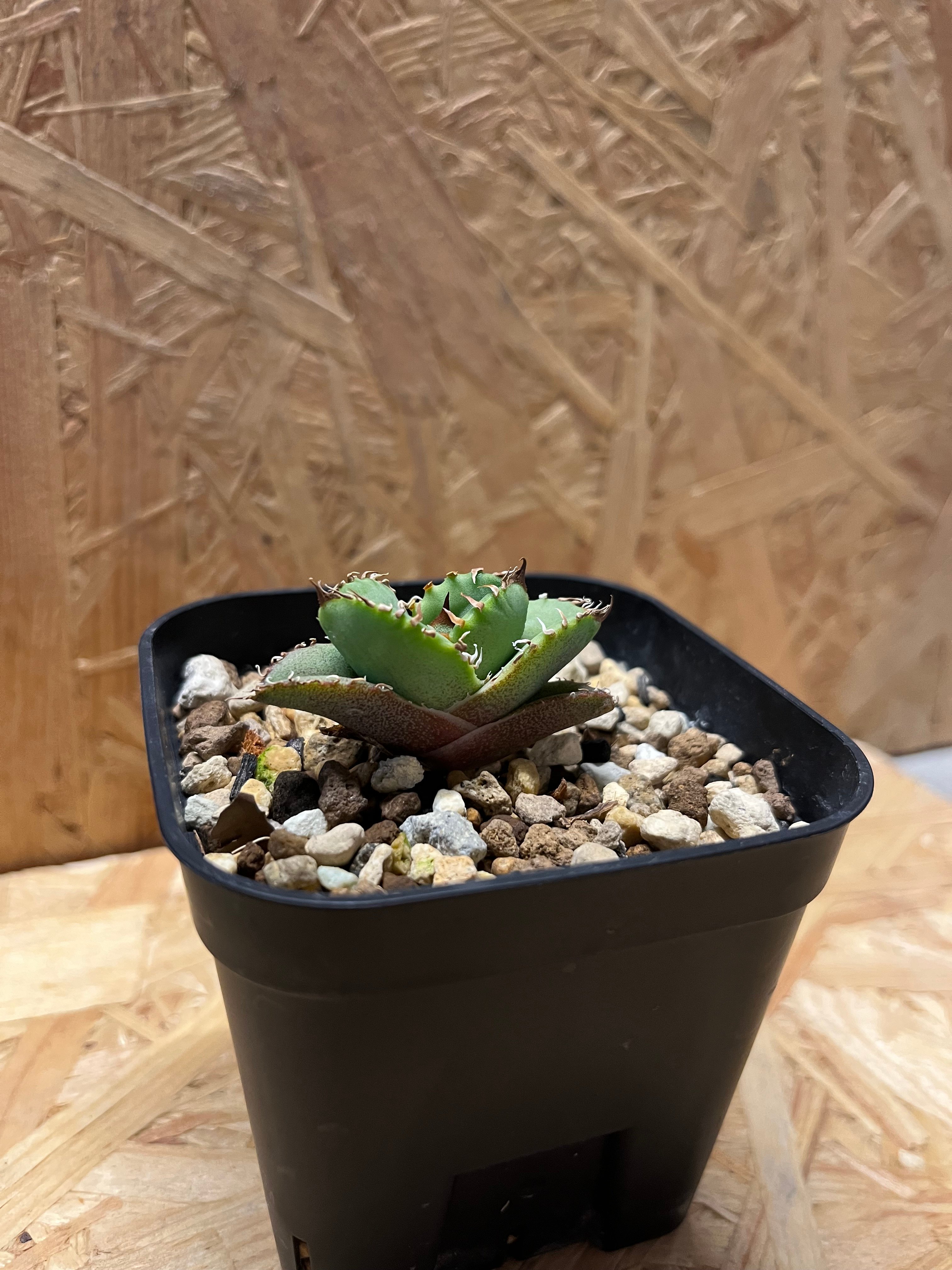 チャン太郎 アガベ チタノタ 皇冠 クラウン　Agave Titanota original