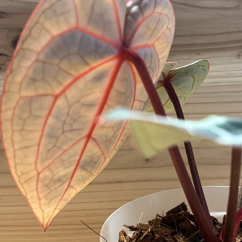 アンスリウム スカーレット | GREEN LUCK