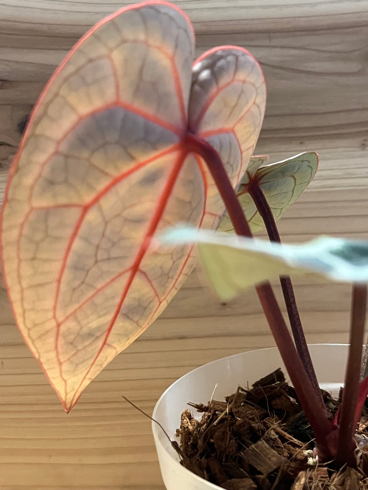 アンスリウム スカーレット | GREEN LUCK