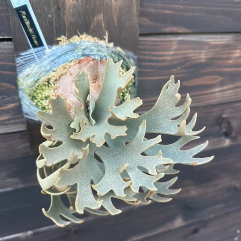 ビカクシダ ウィリンキー ナノ | GREEN LUCK