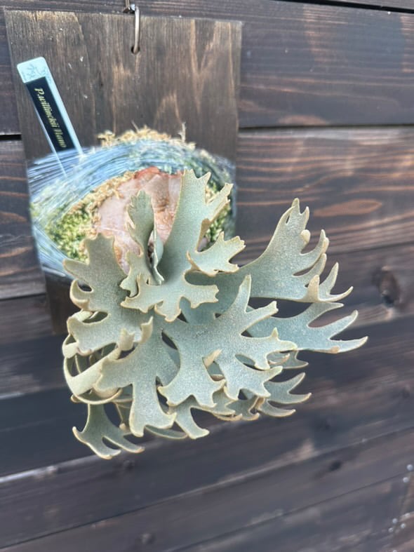 ビカクシダ ウィリンキー ナノ | GREEN LUCK