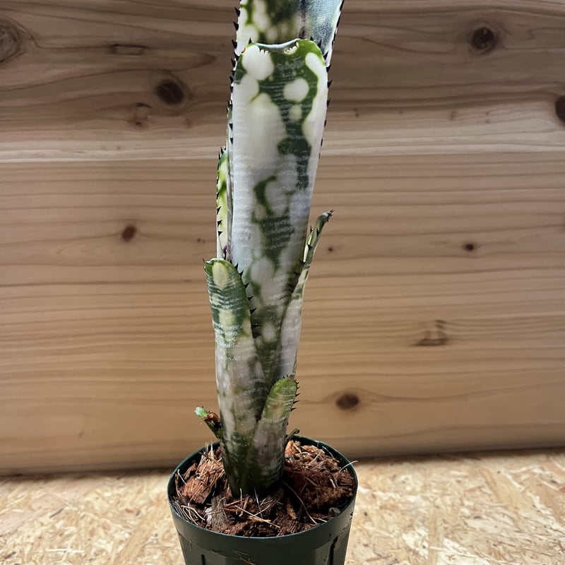 ビルベルギア ドミンゴス マルティンス | GREEN LUCK