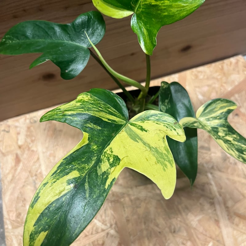 フィロデンドロン フロリダビューティー | GREEN LUCK