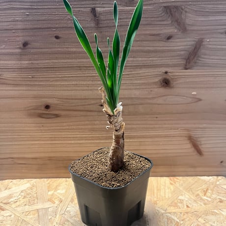 ブーファンハエマンソイデス | STORES