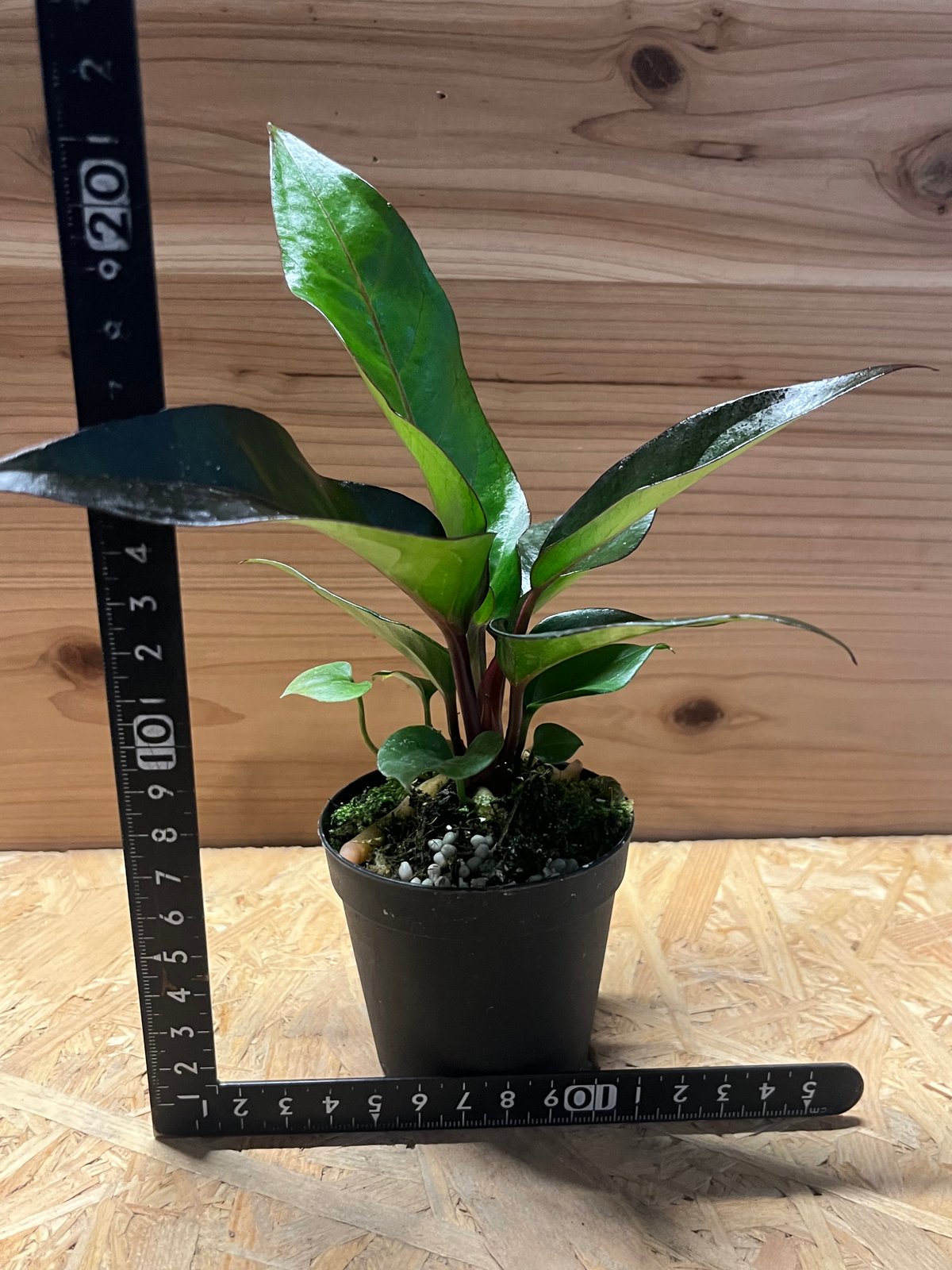 アンスリウム フーケリー 'ブラックドラゴン' | GREEN LUCK