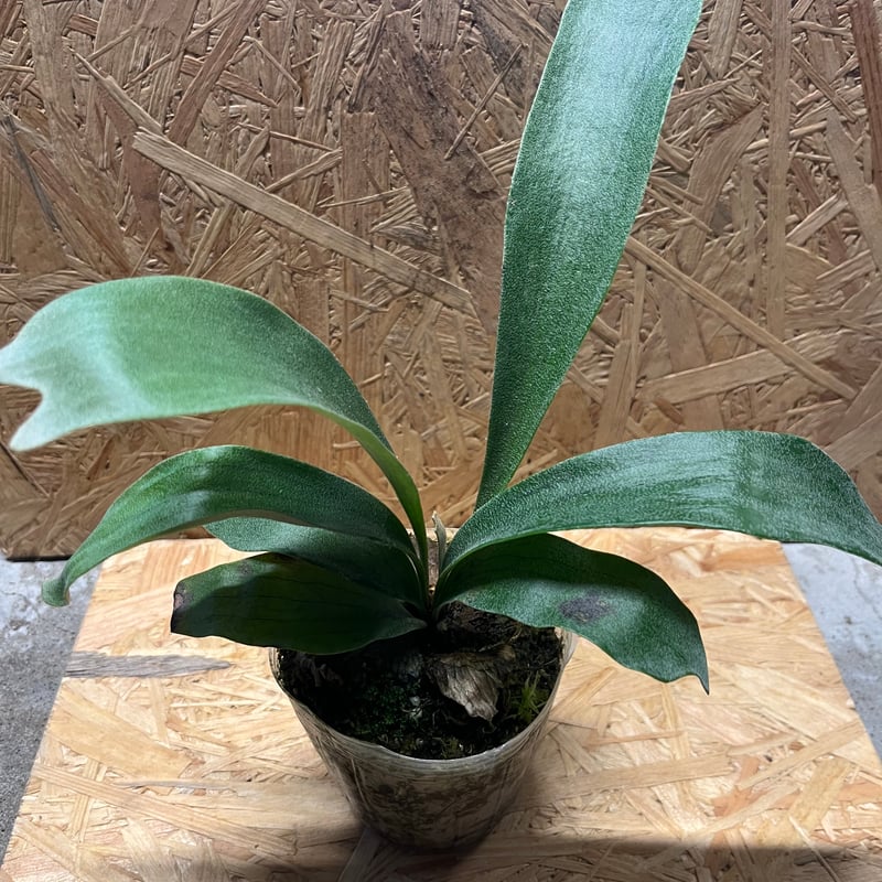 ビカクシダ バヒア バリエガータ | GREEN LUCK