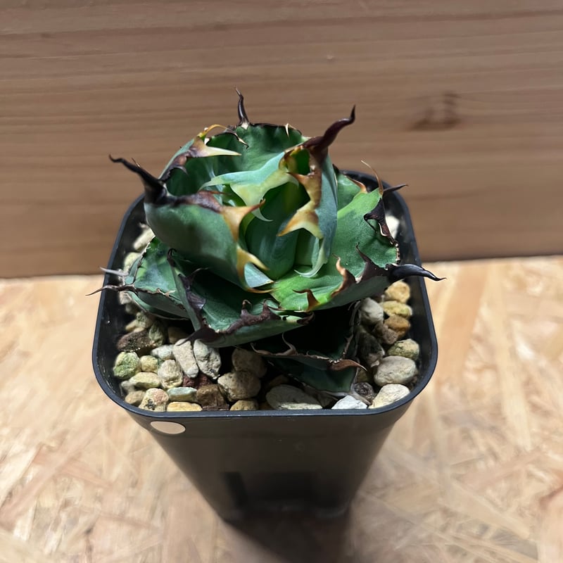 アガベ チタノタ ブラックアンドブルー 暗覆輪 | GREEN LUCK