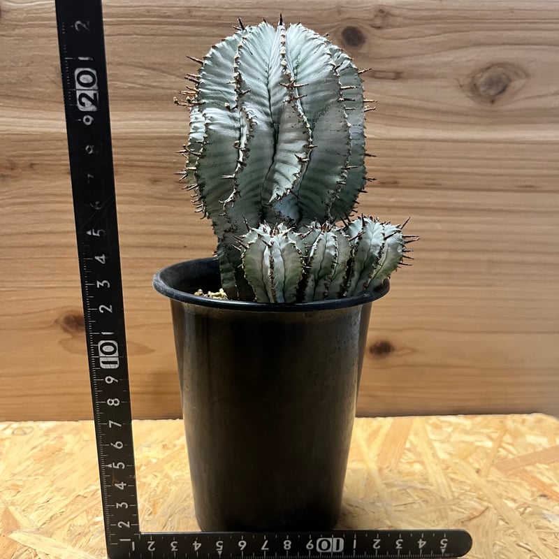 ユーフォルビア 白衣ホリダ 雌 | GREEN LUCK