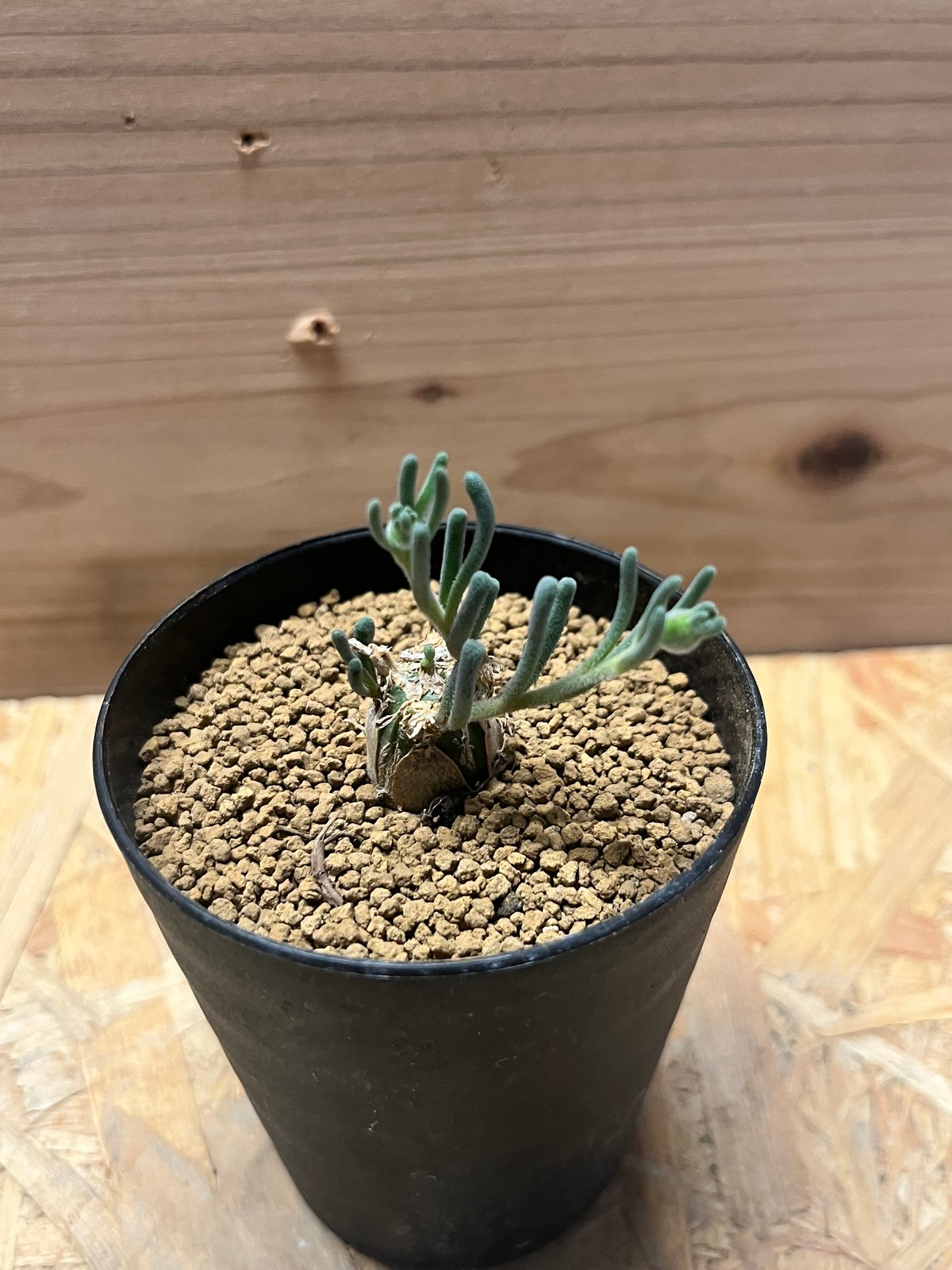 フィロボルス　テヌイフロルス　鉢ごと フィロボルス テヌイフロルス | GREEN LUCK