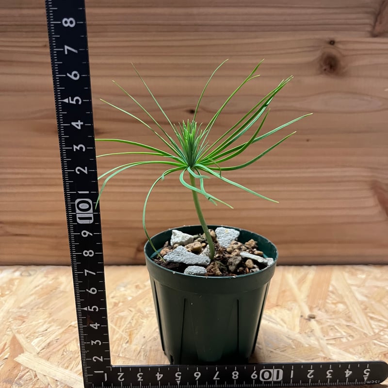 マルチネス ピニョンマツ | GREEN LUCK