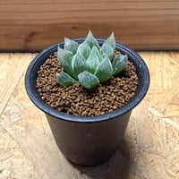 アガベ チタノタ ブルーダイヤモンド | GREEN LUCK