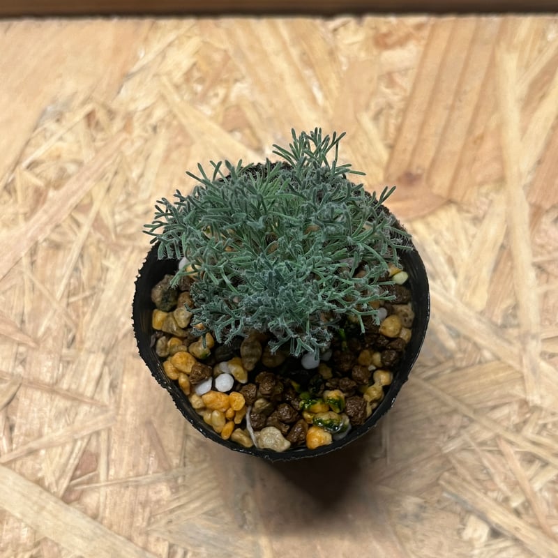 モンソニア ペニクリナム | GREEN LUCK