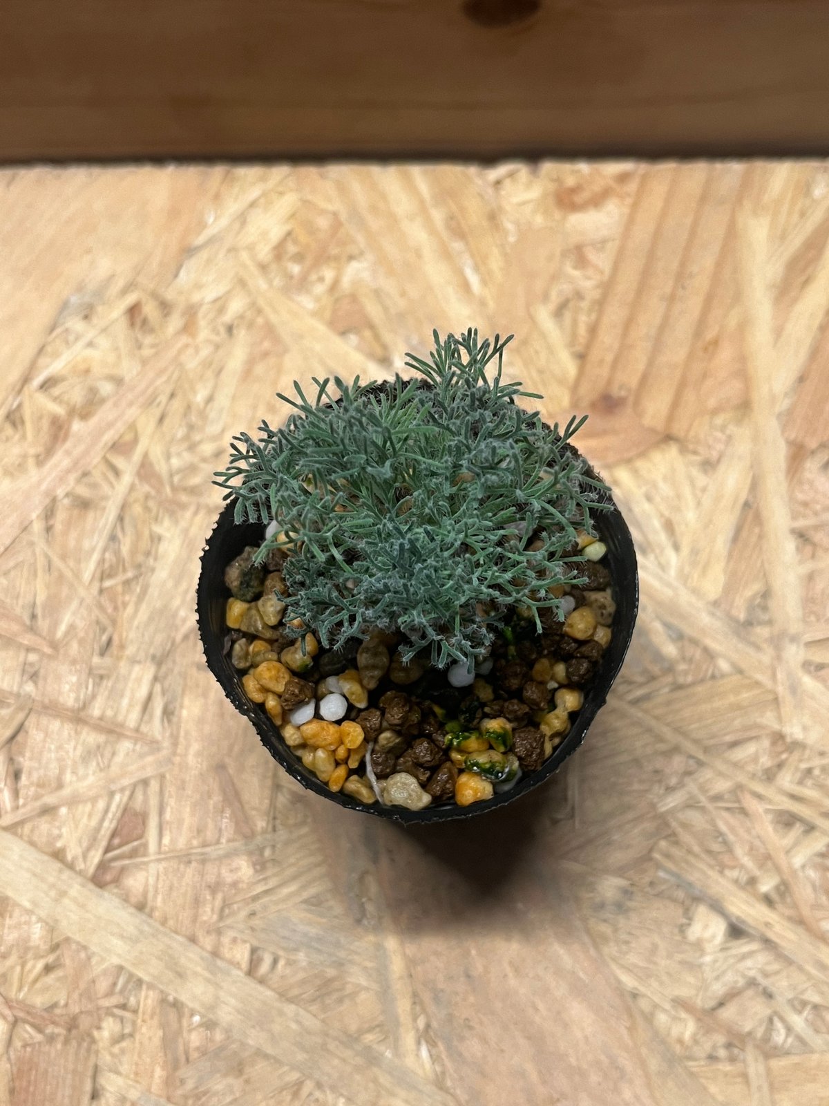 モンソニア ムルチフィダxペニクリナム 実生セット KawagoeRyo | 2024.10.18 モンソニア ペニクリナム ペニクリも