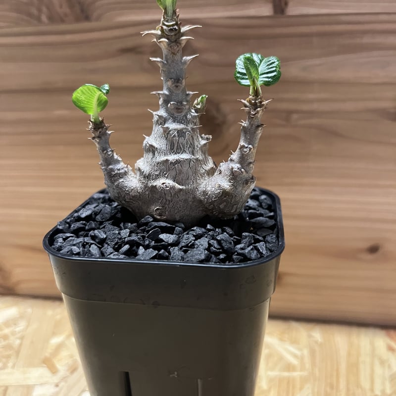 パキポディウム ウィンゾリー×SRL パキポディウム ウィンゾリー | GREEN LUCK