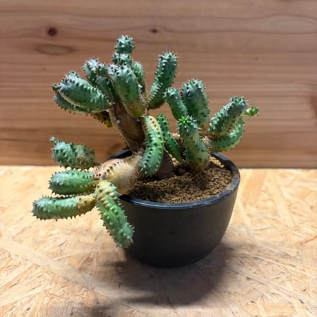 EU輸入 大株 オベサ ブロウ 錦 販売済み：オベサ 図鑑】【オベサ錦 】Euphorbia Obesa Variegated(Hyb