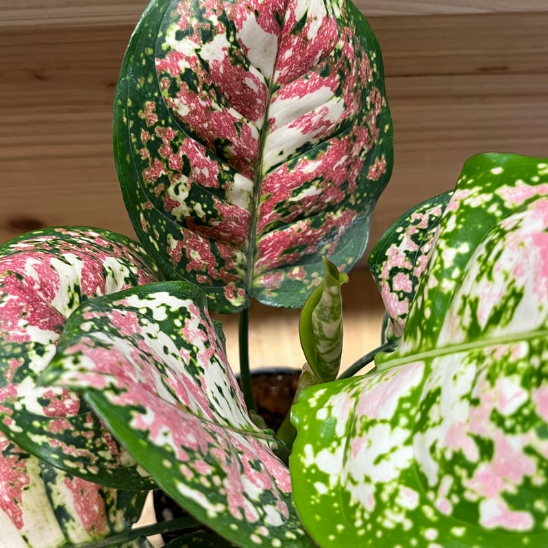 アグラオネマ アンヤマニー トリカラー | GREEN LUCK