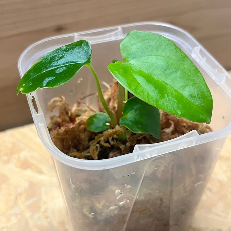 アンスリウム パピリラミナム ラルフライナム | GREEN LUCK