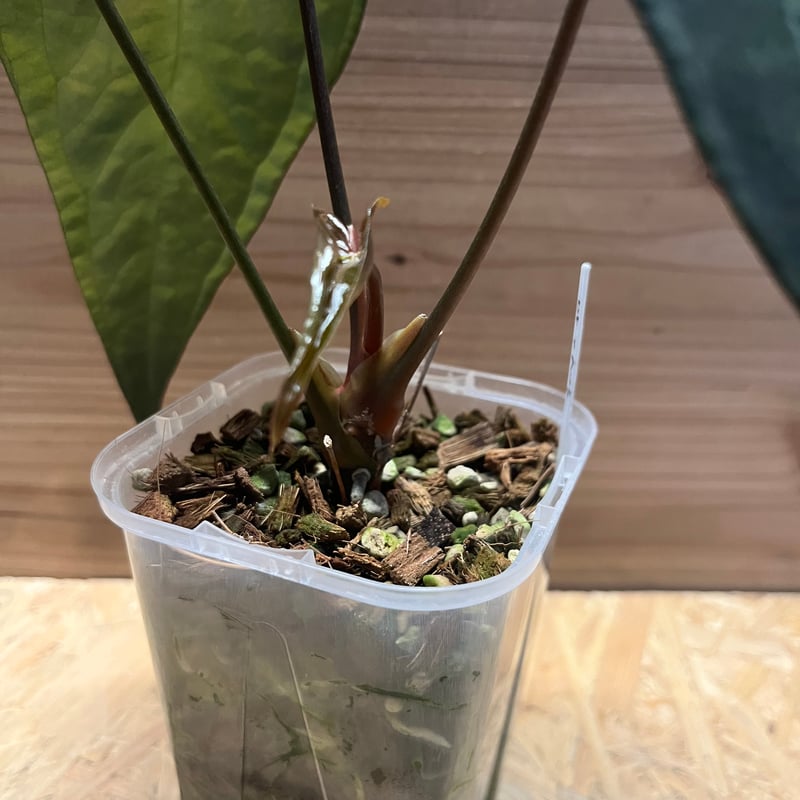 アンスリウム sp.nov DF×エースオブスペード | GREEN LUCK