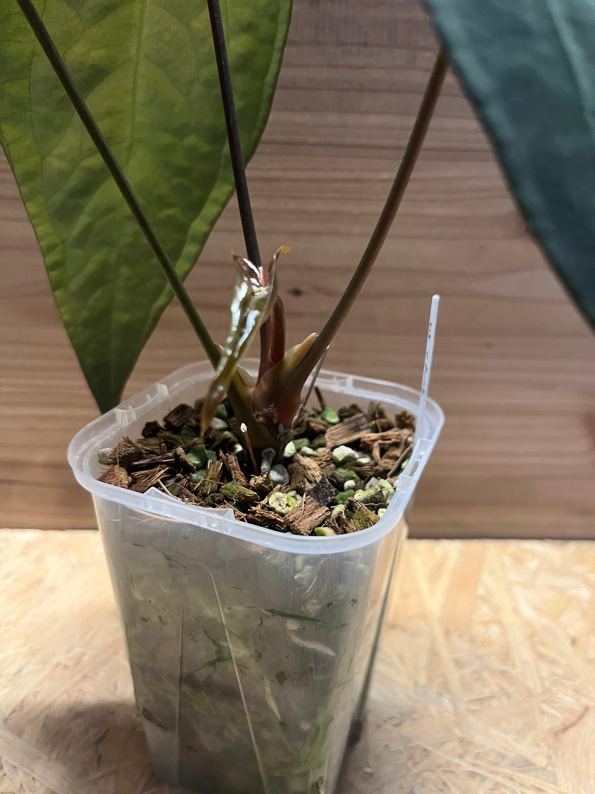 アンスリウム sp.nov DF×エースオブスペード | GREEN LUCK