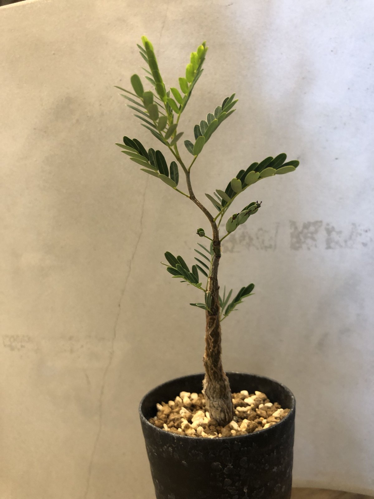 センナ メリディオナリス実生 | GREEN LUCK