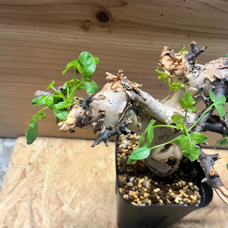 コミフォラ カタフ ピュア | GREEN LUCK