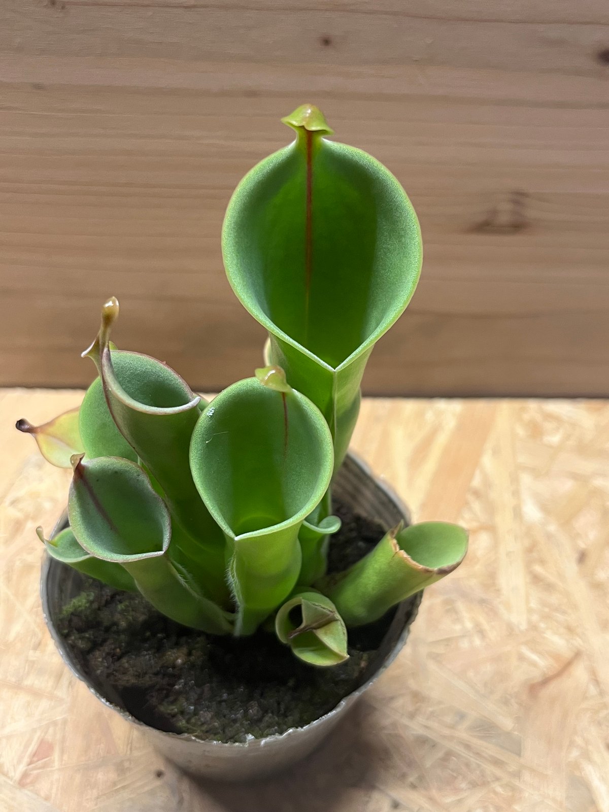 ヘリアンフォラ | GREEN LUCK