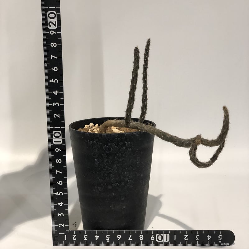 プテロカクタス 黒竜 | GREEN LUCK