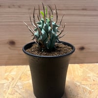 美株 オトンナ レピドカウリス 発根済 オトンナ レピドカウリス 発根済