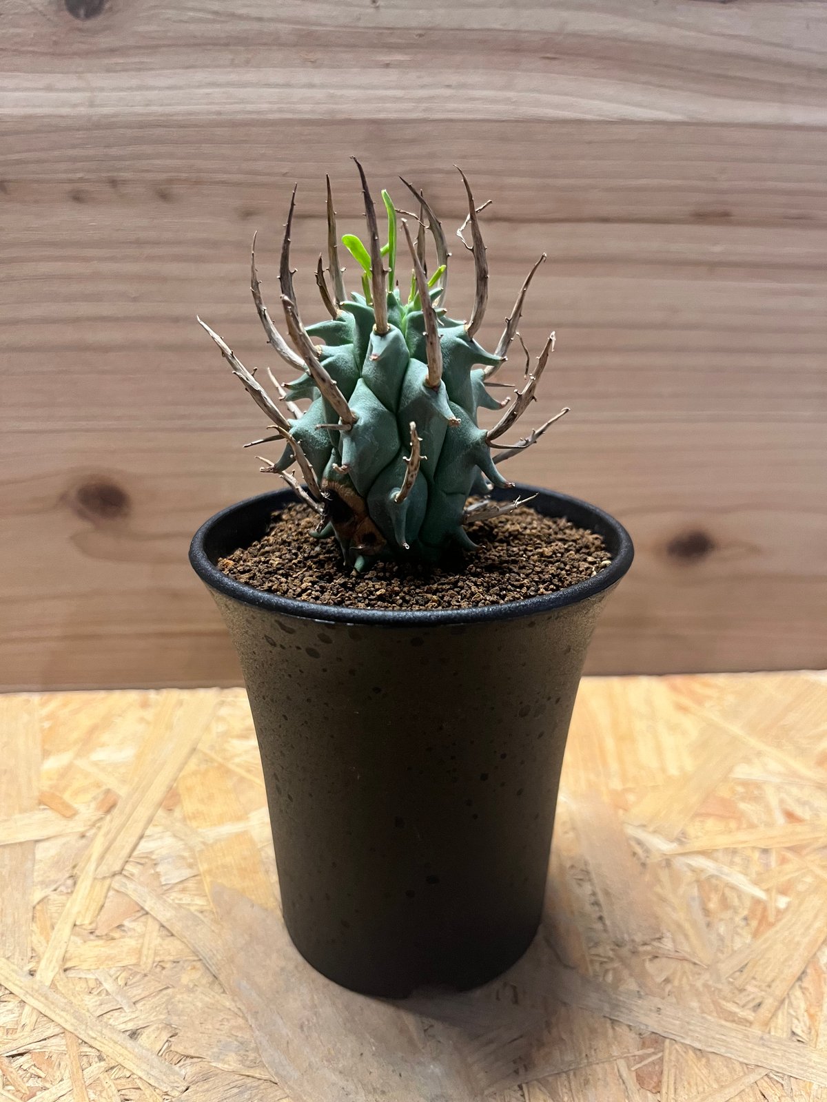 闘牛角　スコエンランディ　現地球 ユーフォルビア スコエンランディ 