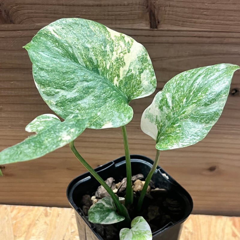 モンステラ デリシオーサ 'レガシー' | GREEN LUCK