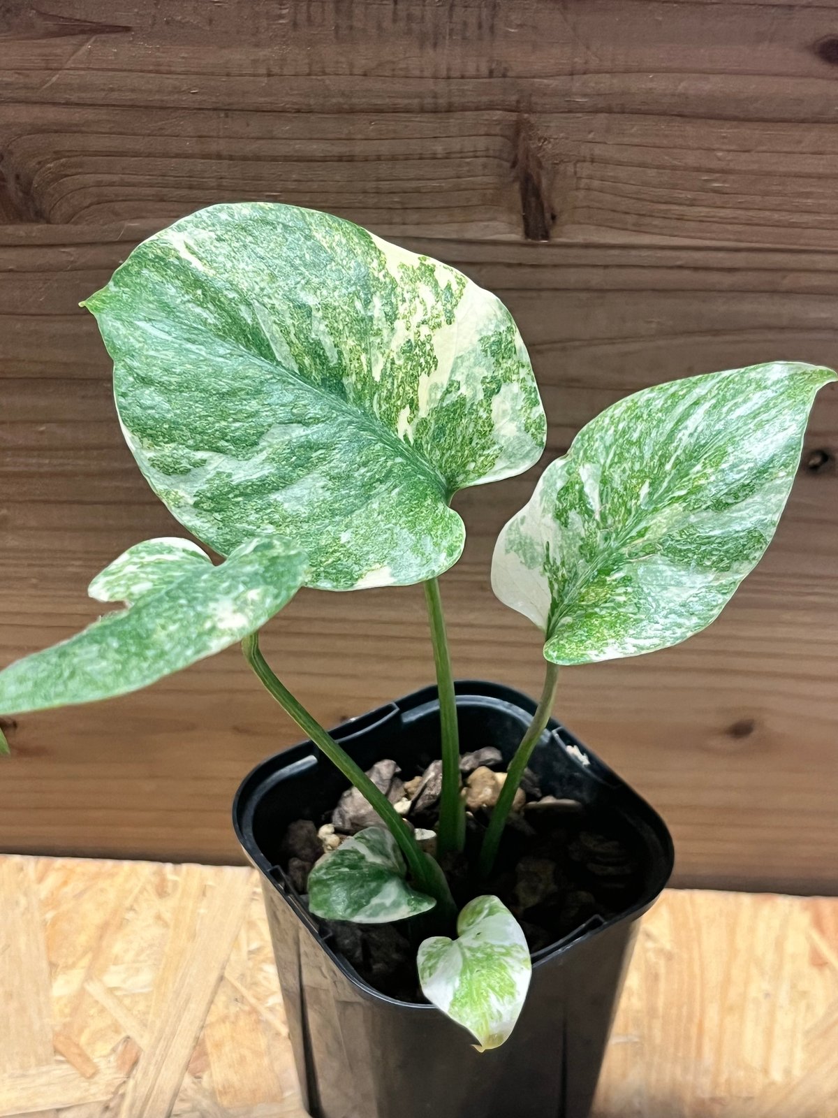 モンステラ デリシオーサ 'レガシー' | GREEN LUCK