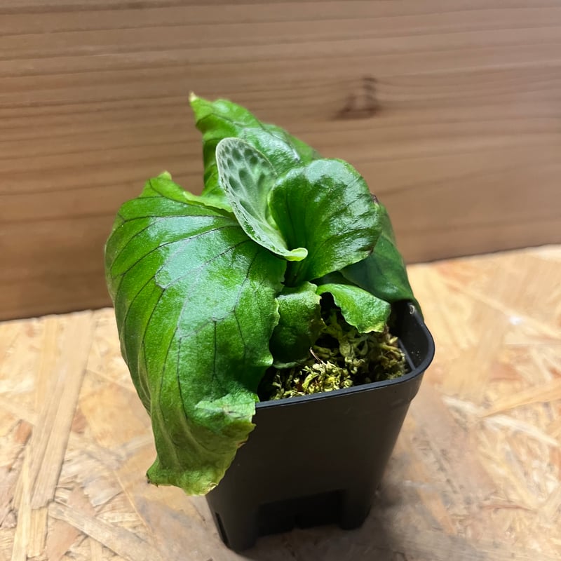 ビカクシダ 観葉植物 長葉型 緑色 ⊿ hillii 綴化深綠 #ビカクシダ #コウモリラン #platycerium