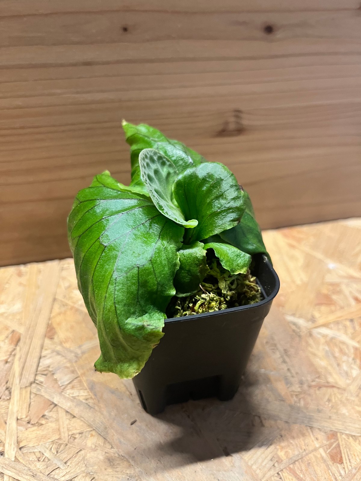 ビカクシダ マダガスカリエンセ | GREEN LUCK