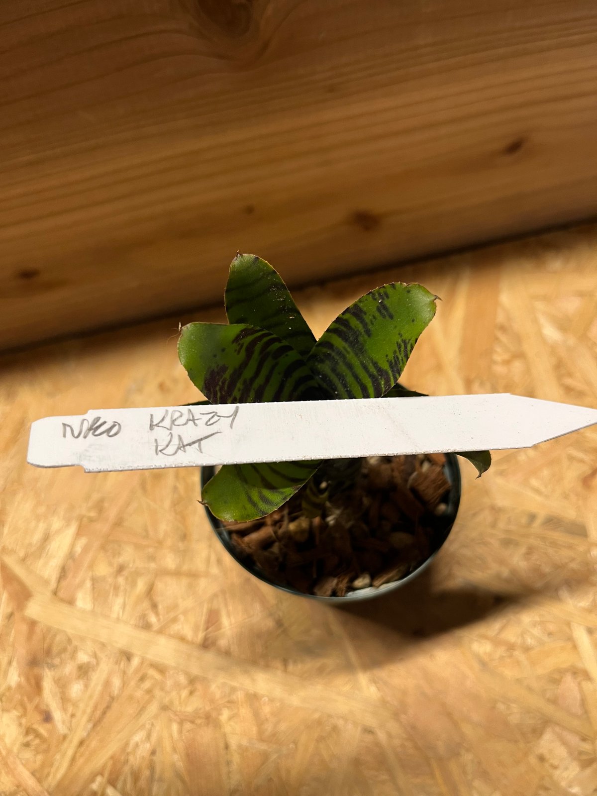 ネオレゲリア クレイジーキャット | GREEN LUCK