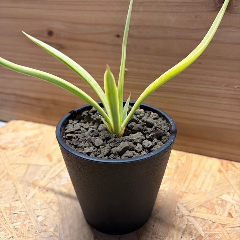 サンスベリア 'ダンシングドラゴン' 斑入り | GREEN LUCK