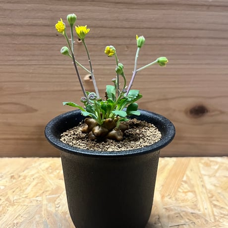 オトンナヘレー | STORES