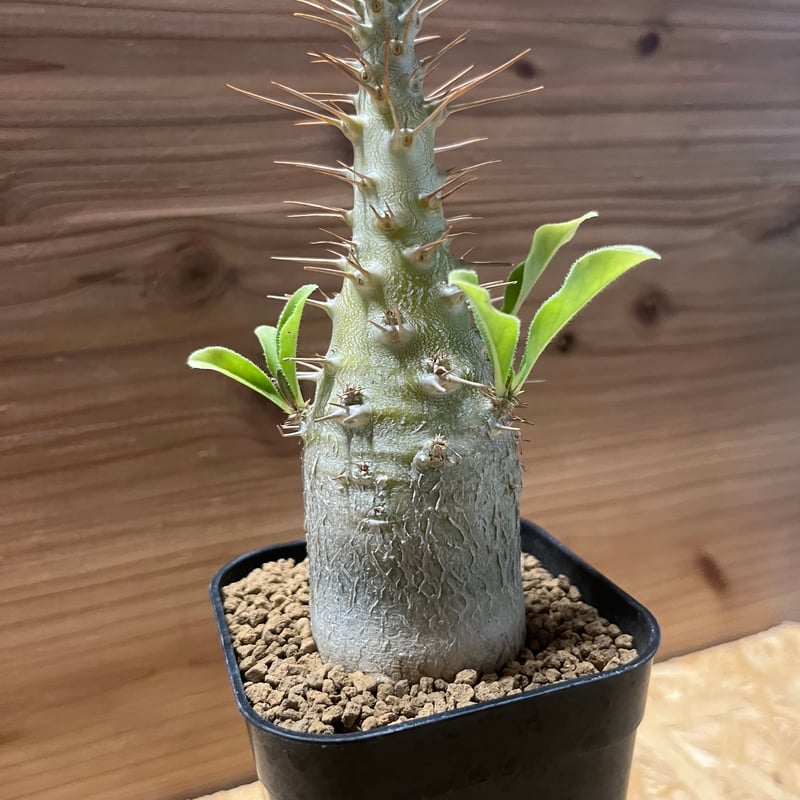 パキポディウム サンデルシー | GREEN LUCK