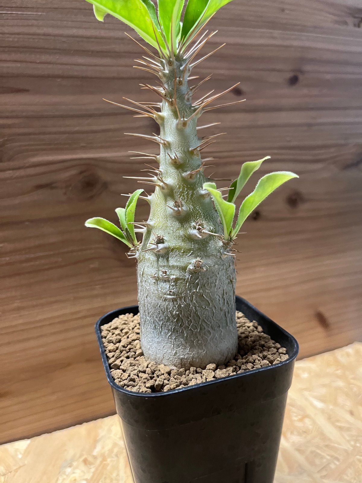 パキポディウム サンデルシー | GREEN LUCK