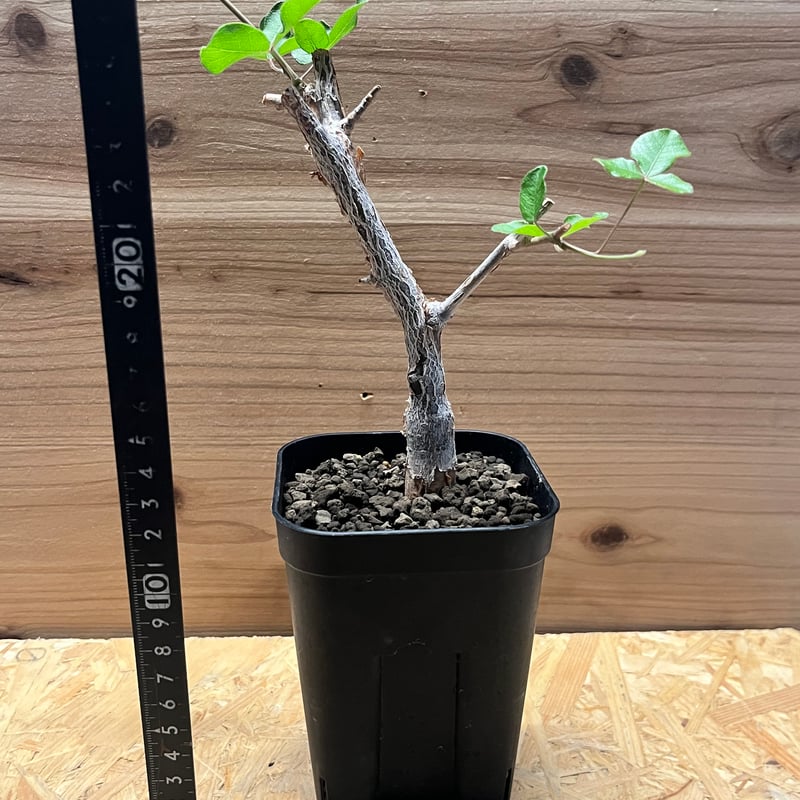 コミフォラ オルビクラリス | GREEN LUCK