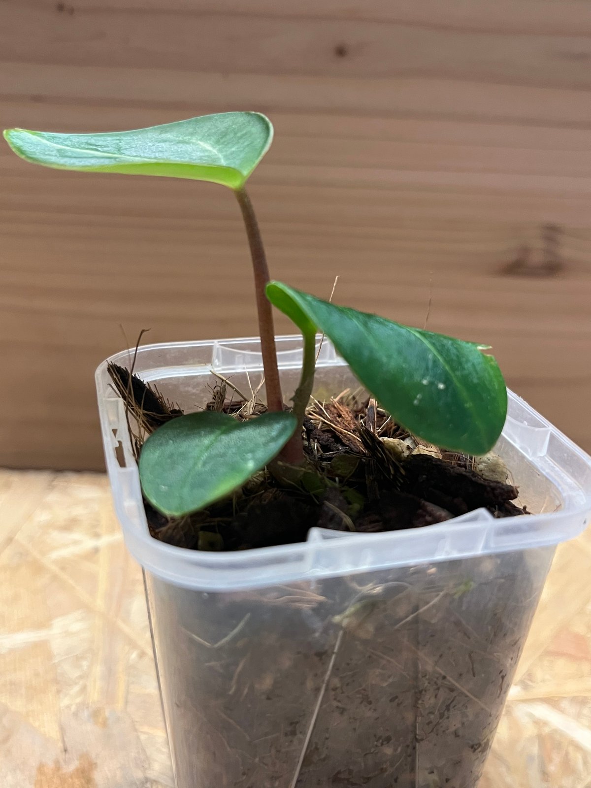 アンスリウム カーラブラッキー RA#5×RA#10 | GREEN LUCK