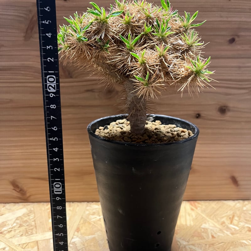 【実生特選株】ユーフォルビア・ギラウミニアナ 多分岐株 ※鉢のまま発送 ユーフォルビア ギラウミニアナ 良型 多分岐 実生株 鉢ごと 一点