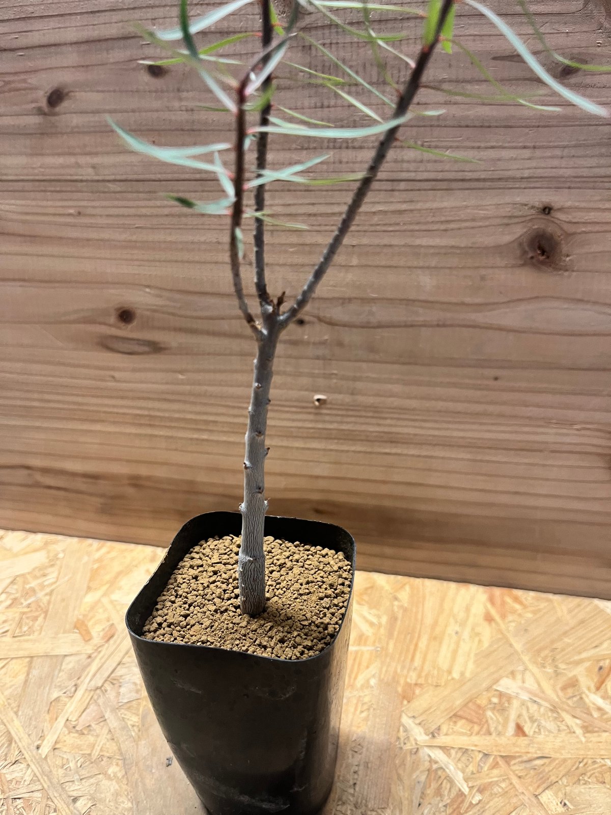 バルサミフェラ　1点のみ　超良型　激レア　ユーフォルビア 極上品 ユーフォルビア バルサミフェラ ユーフォルビア バルサミフェラ