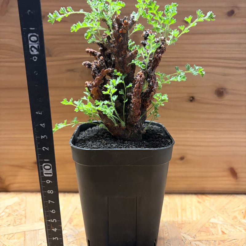 ペラルゴニウム アルテルナンス | GREEN LUCK