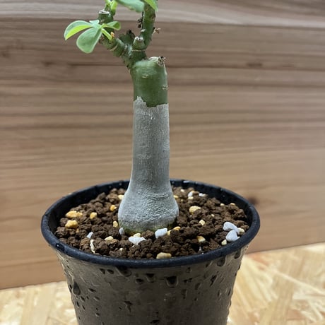 アデニア　グラウカ　幻蝶かずら