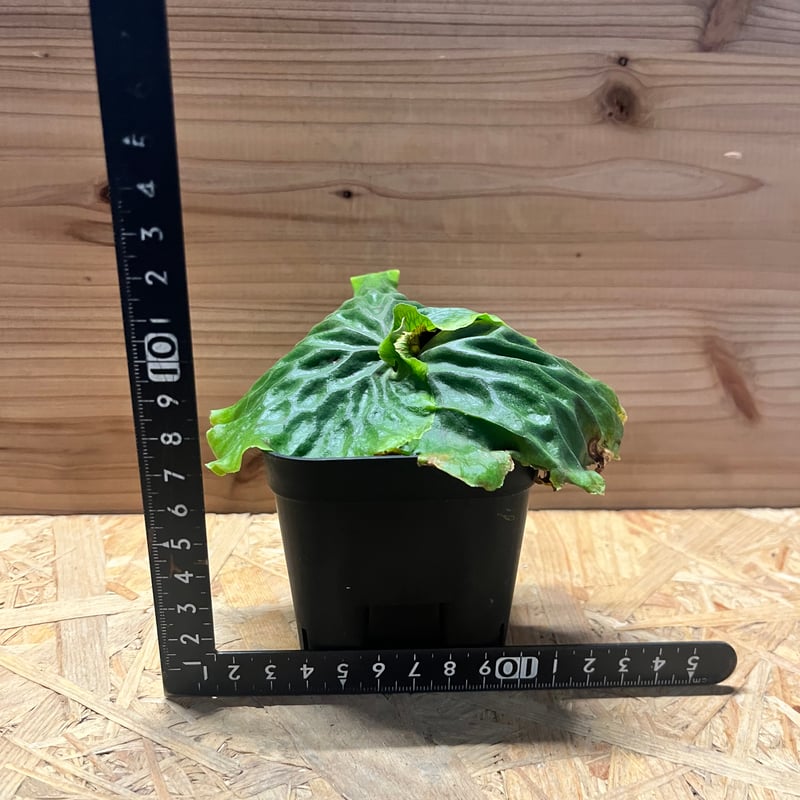 ビカクシダ マダガスカリエンセ | GREEN LUCK