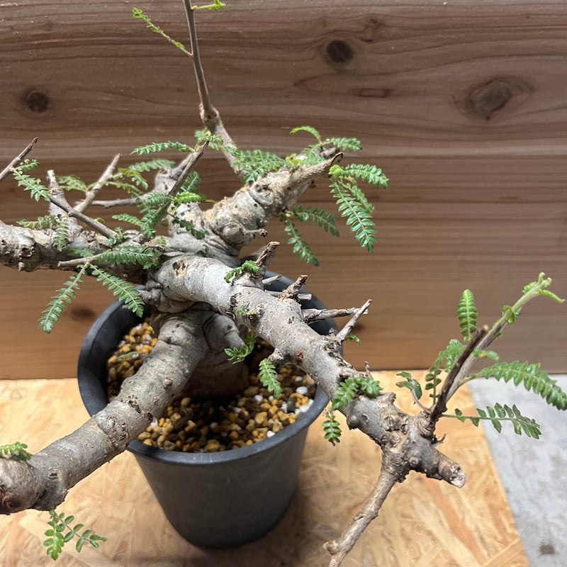 ボスウェリア ネグレクタ | GREEN LUCK