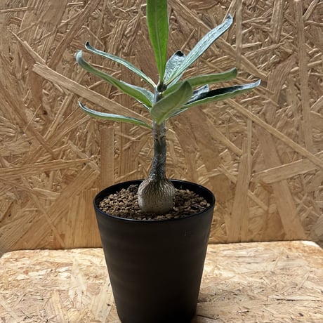 パキポディウムサキュレンタム | STORES