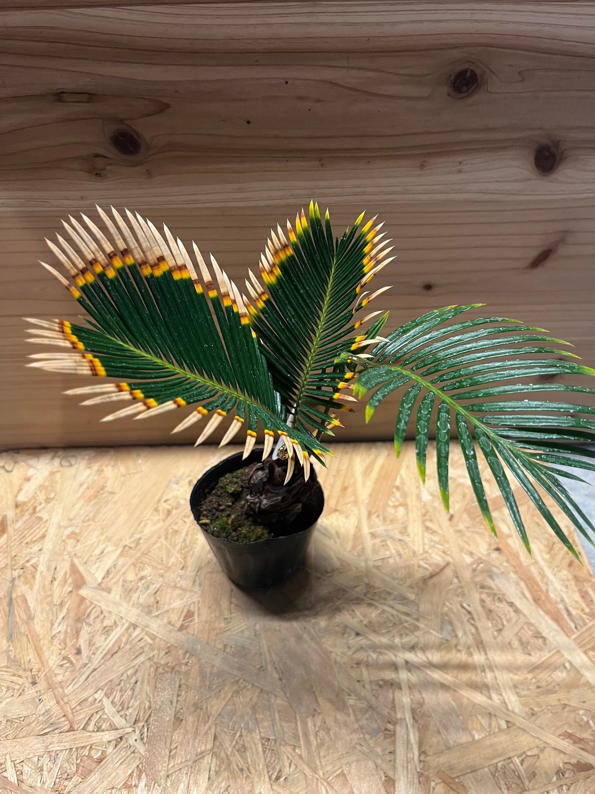 金環ソテツ | GREEN LUCK