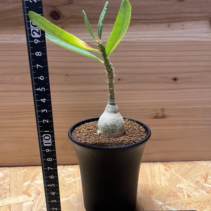 ピスピノーサム　開花株 パキポディウム ビスピノーサム | GREEN LUCK