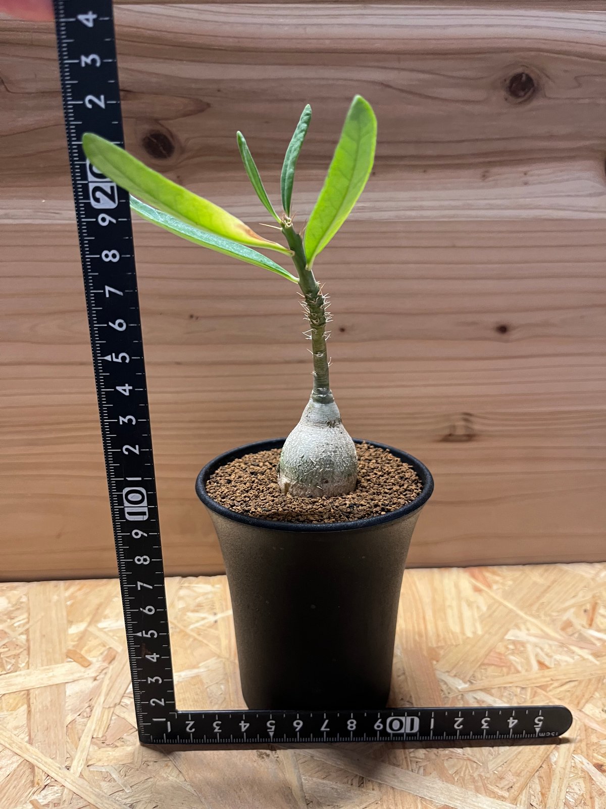 ピスピノーサム　開花株 パキポディウム ビスピノーサム | GREEN LUCK